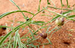 Imagem de Xenostegia tridentata subsp. angustifolia (Jacq.) J. Lejoly & S. Lisowski