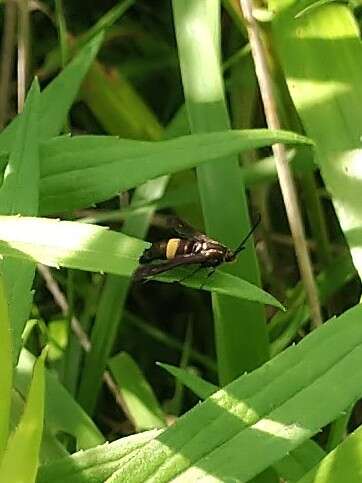 Image of The Boneset Borer