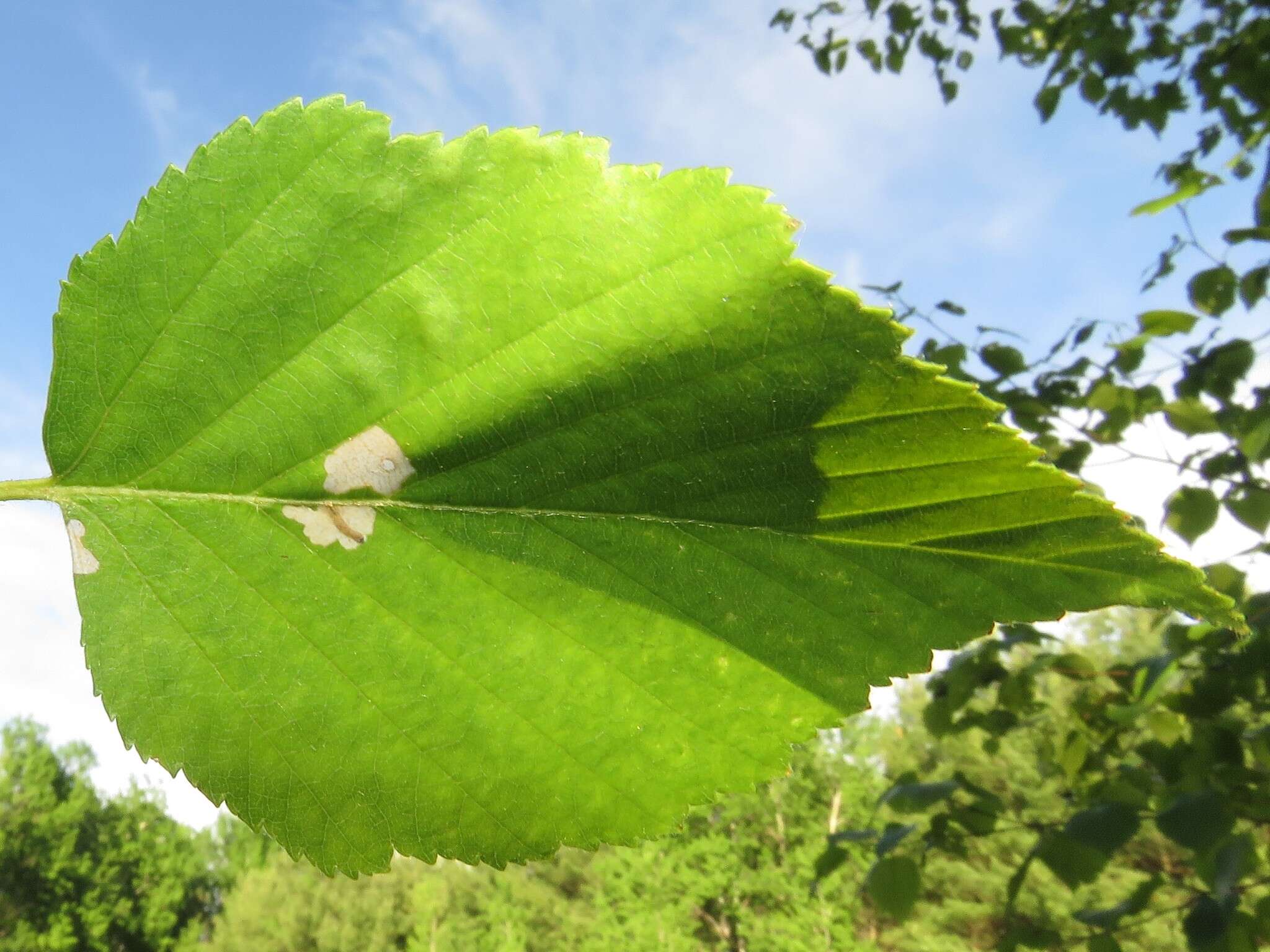 Image of alder bud moth