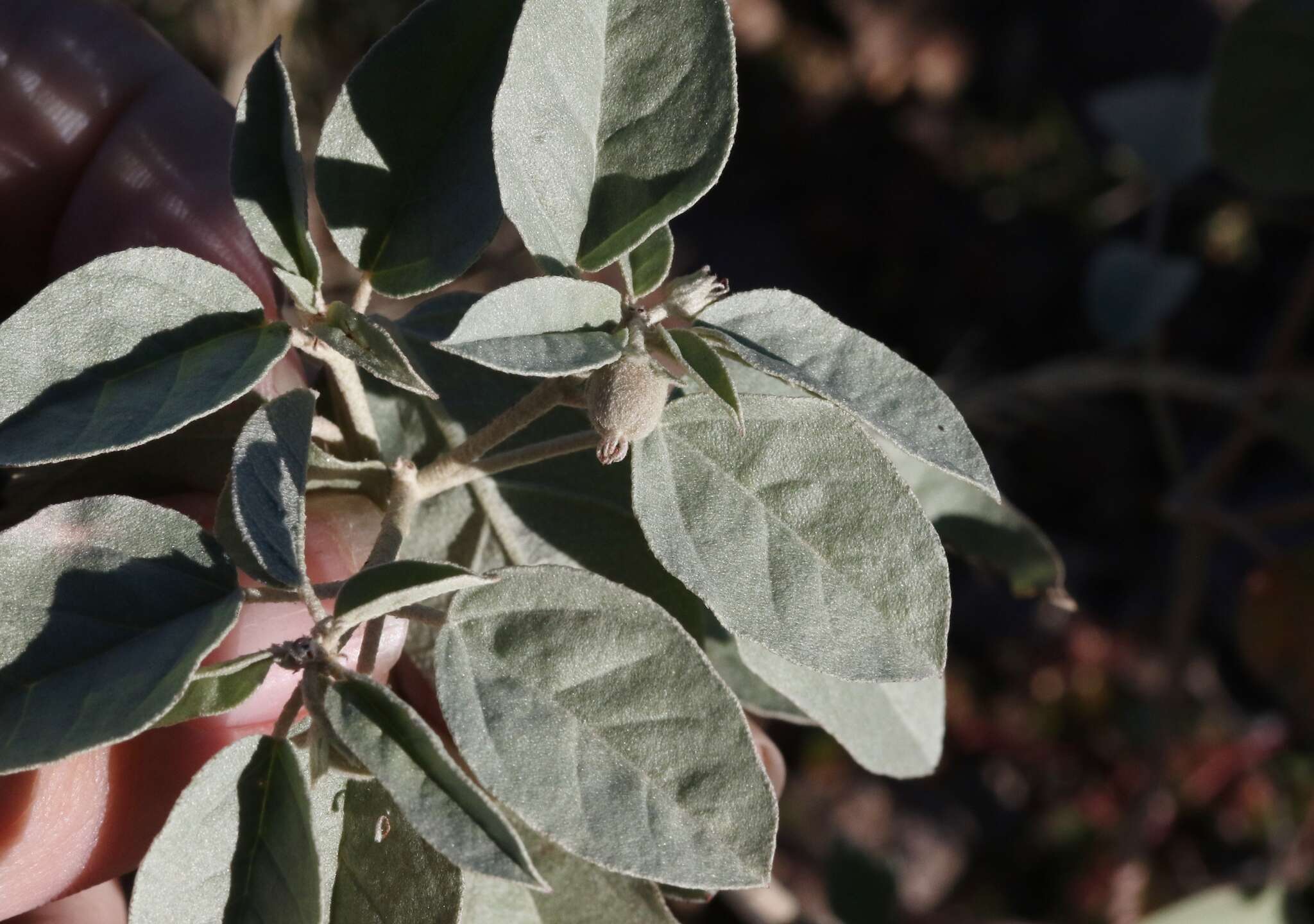 Sivun Croton pottsii var. pottsii kuva