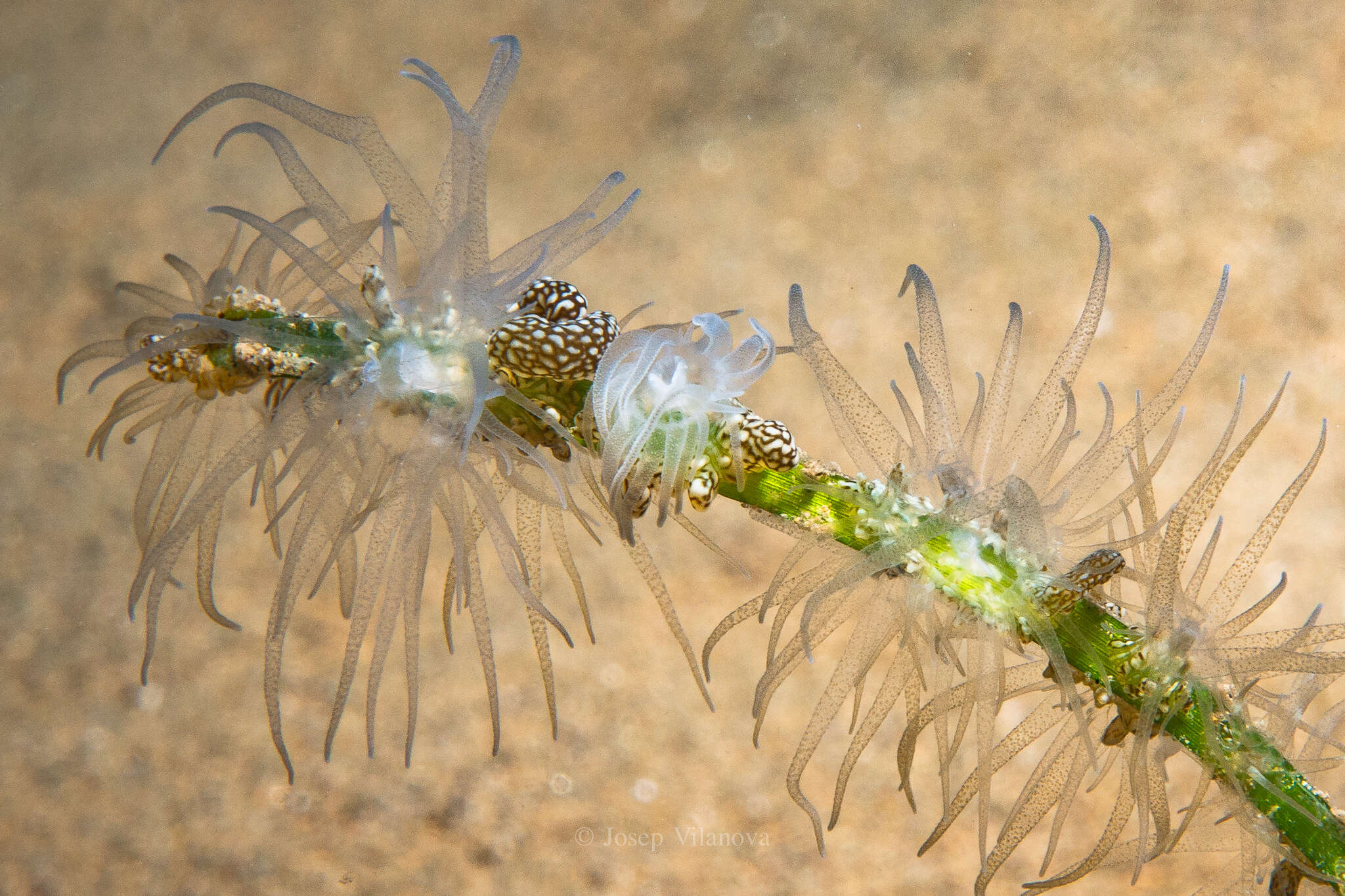 صورة Bunodeopsis strumosa Andrès 1881