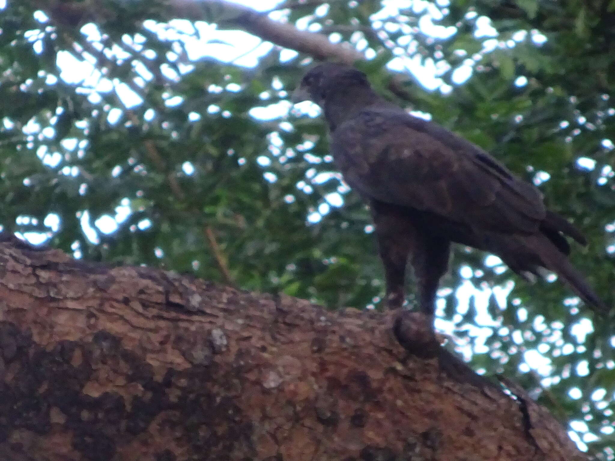 Nisaetus cirrhatus limnaeetus (Horsfield 1821) resmi