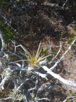 Imagem de Tillandsia brachycaulos Schltdl.