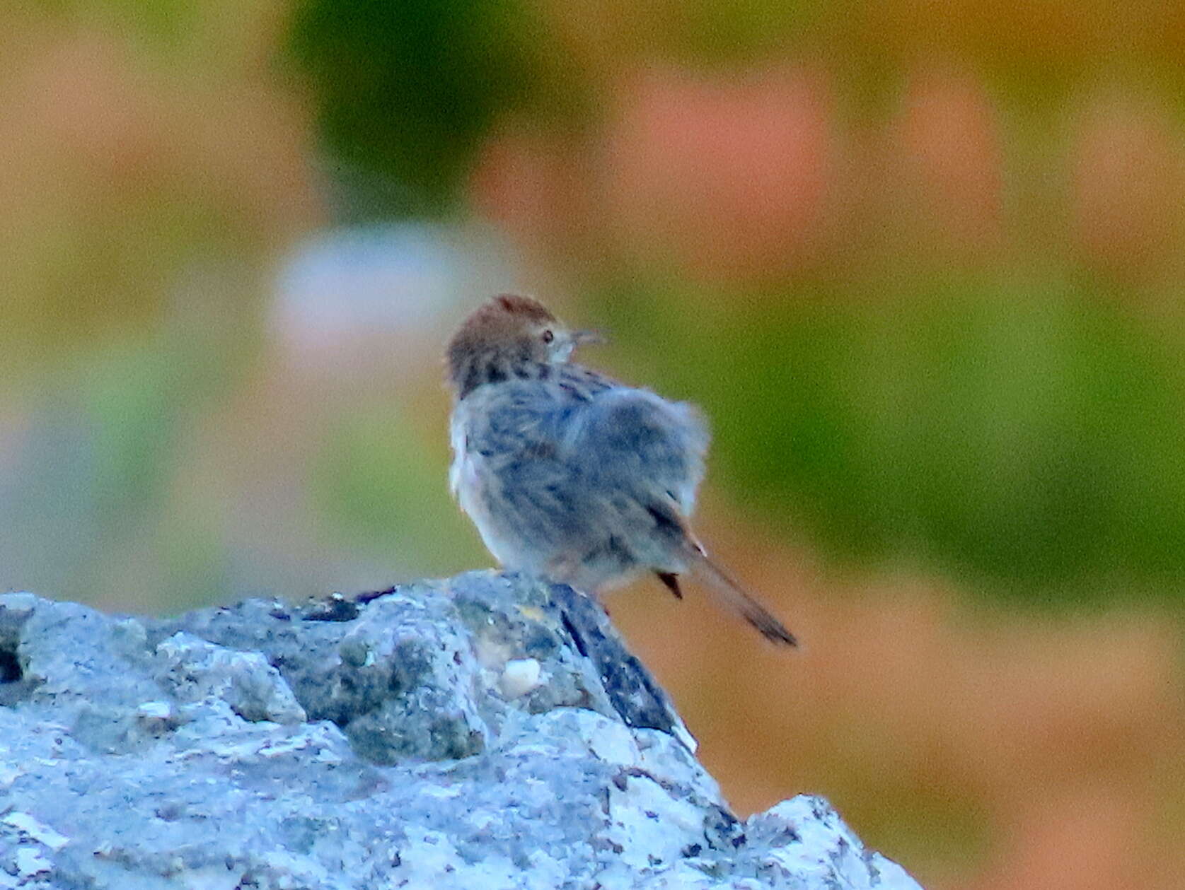 Image of Cisticola subruficapilla subruficapilla (Smith & A 1843)