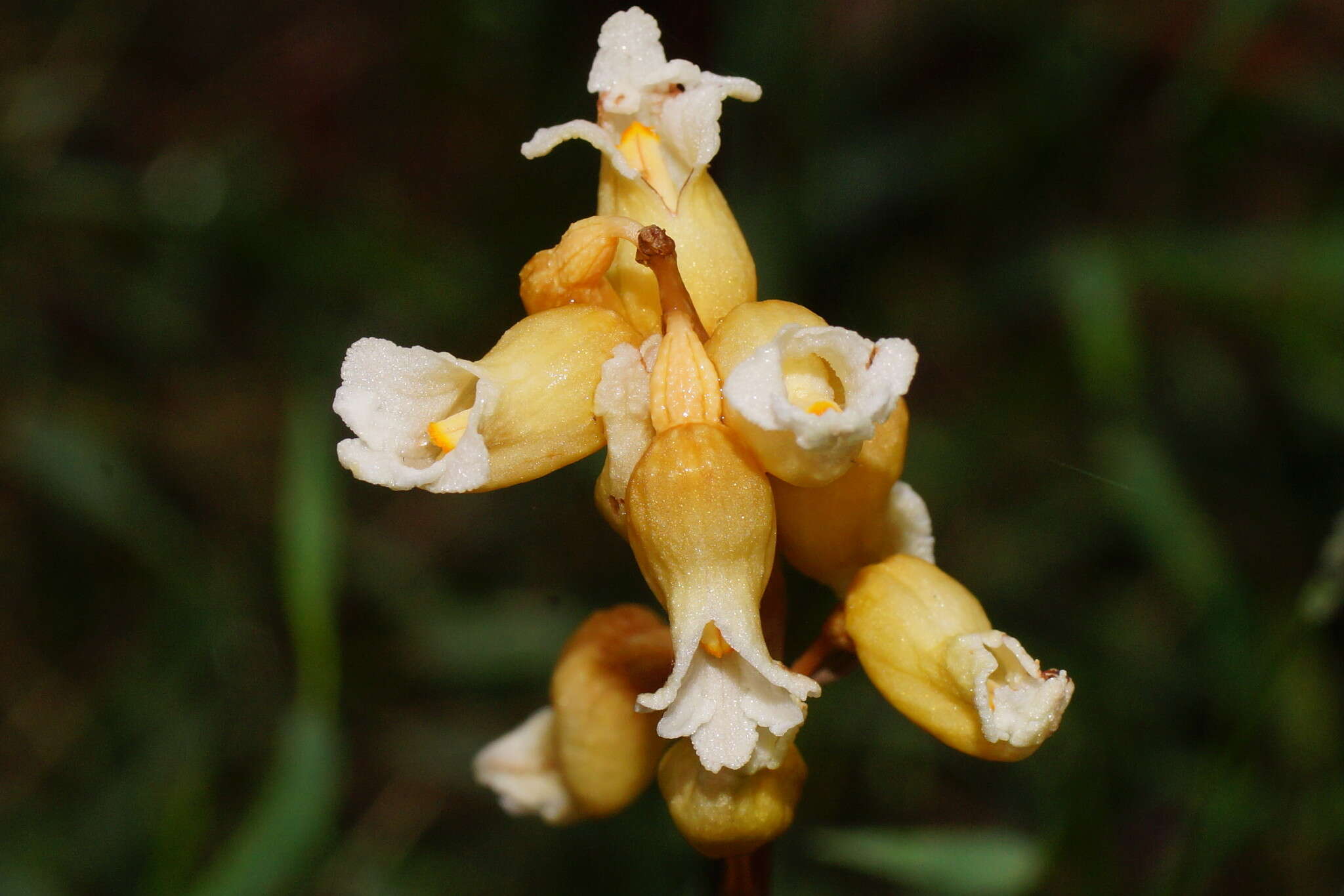 Image of Tall potato orchid