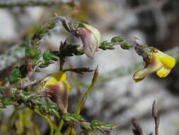 Image of Aspalathus divaricata subsp. divaricata