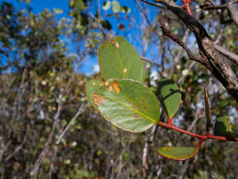 Image of Eucalyptus platypus subsp. platypus