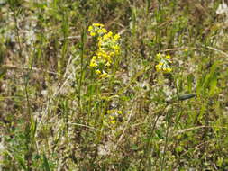 Image of Triphysaria versicolor subsp. faucibarbata (A. Gray) T. I. Chuang & L. R. Heckard