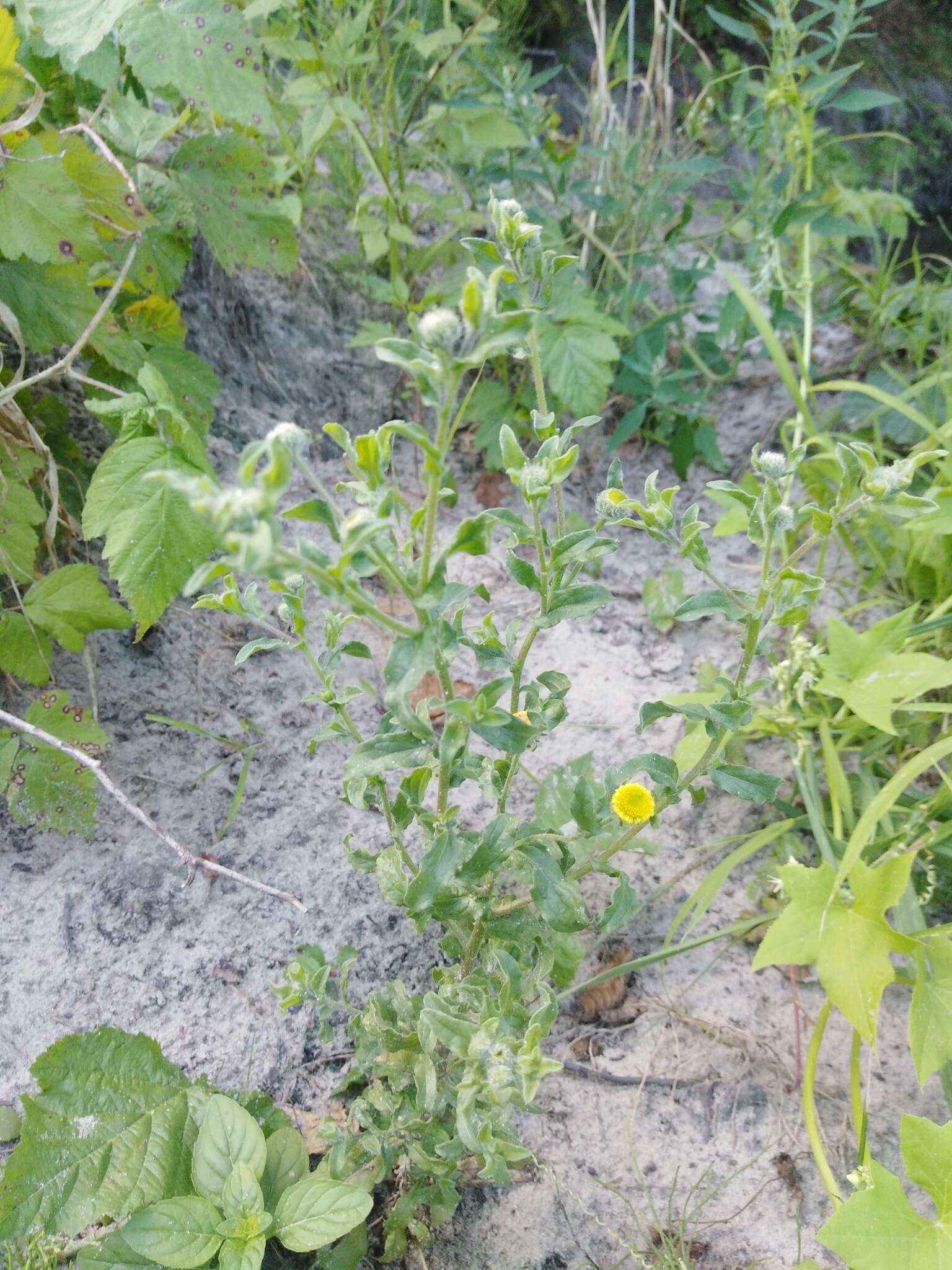 Pulicaria vulgaris Gaertn. resmi