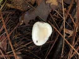 Image of Hygrophorus eburneus (Bull.) Fr. 1838