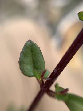 Image of Clinopodium mexicanum (Benth.) Govaerts