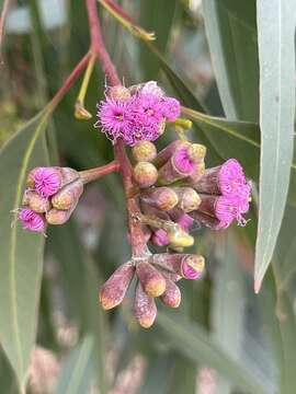 Imagem de Eucalyptus albopurpurea (Boomsma) D. Nicolle