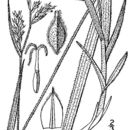 Image of pubescent sedge