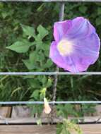 Слика од Ipomoea lindheimeri A. Gray