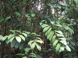 Image of Ziziphus elegans Wall.