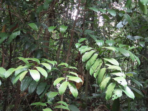 Image of Ziziphus elegans Wall.