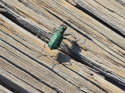 Image of Cowpath tiger beetle