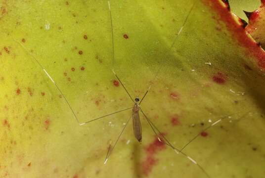 Image of Crane fly