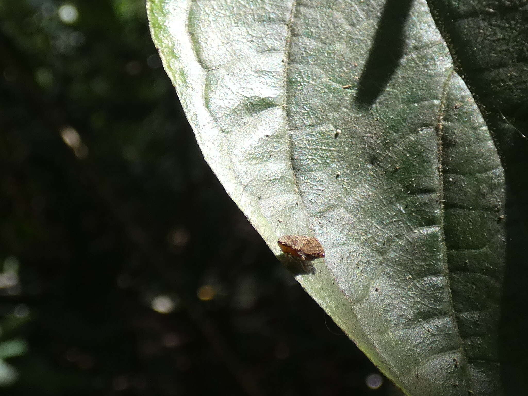 Imagem de Koloptera longiceps (Fowler 1904)