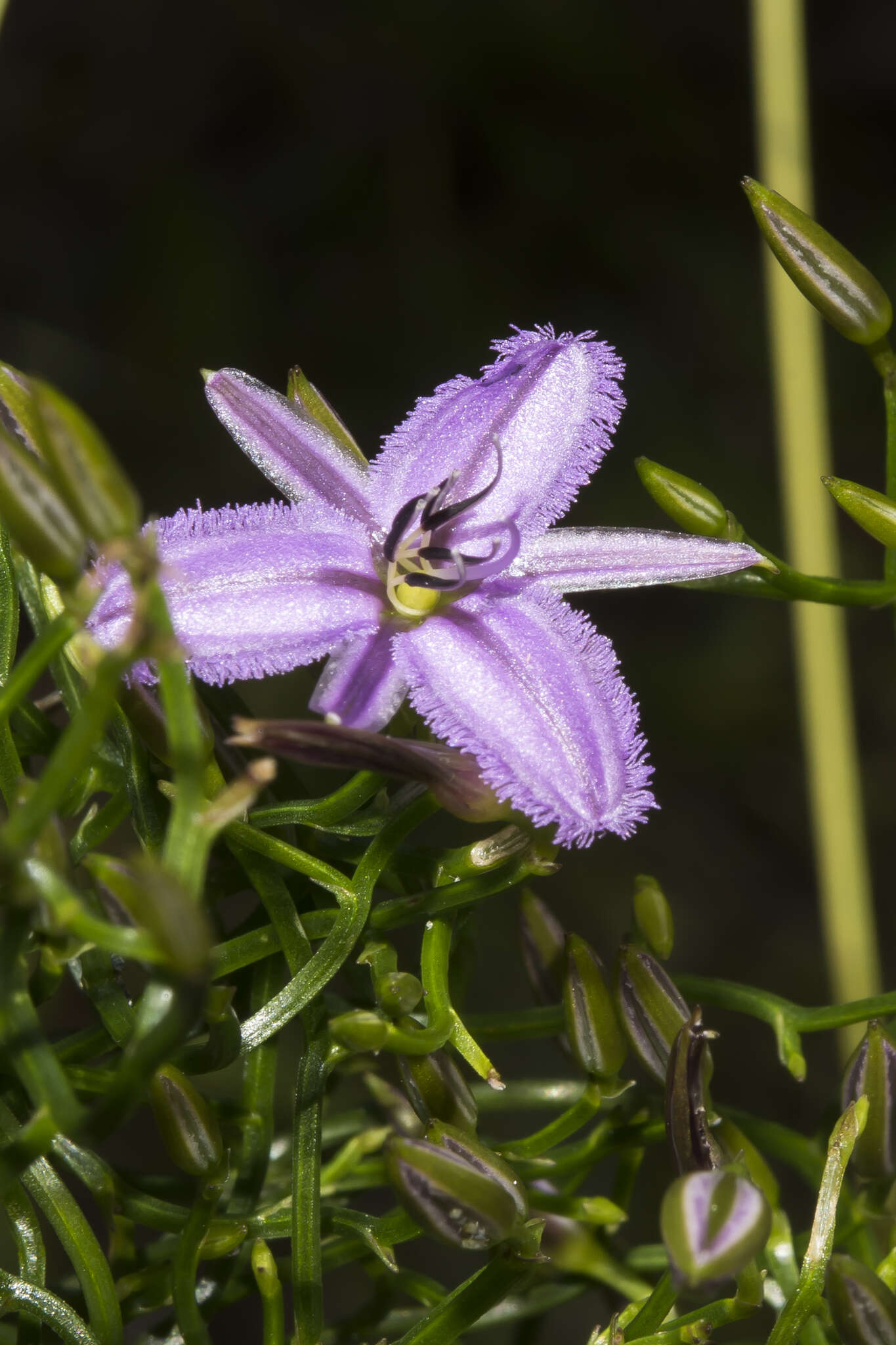 Image of Thysanotus manglesianus Kunth