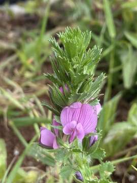 Image of Toothed Restharrow