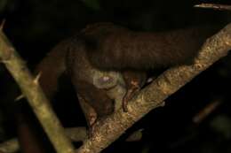 Image of Garnett's Greater Galago