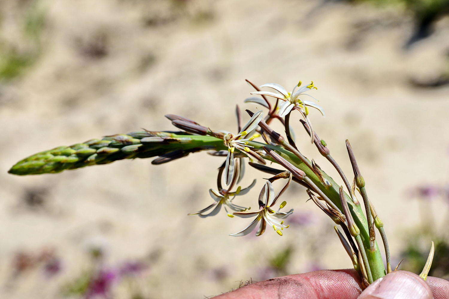 Image of Trachyandra ciliata (L. fil.) Kunth