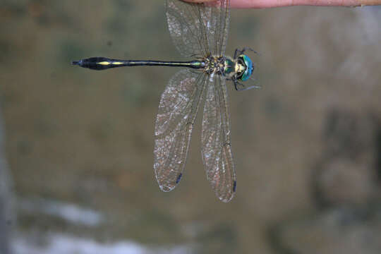 Image of Macromidia genialis Laidlaw 1923