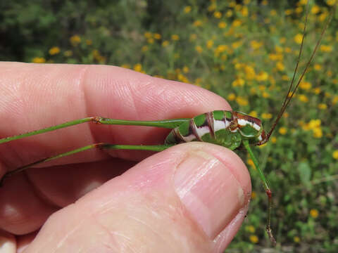 Image of Mountain-dwelling Short-winged Katydid