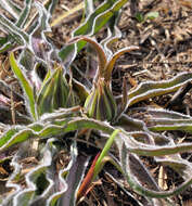 Image of prairie false dandelion