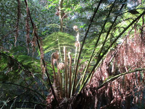 Image of Australian Tree Fern