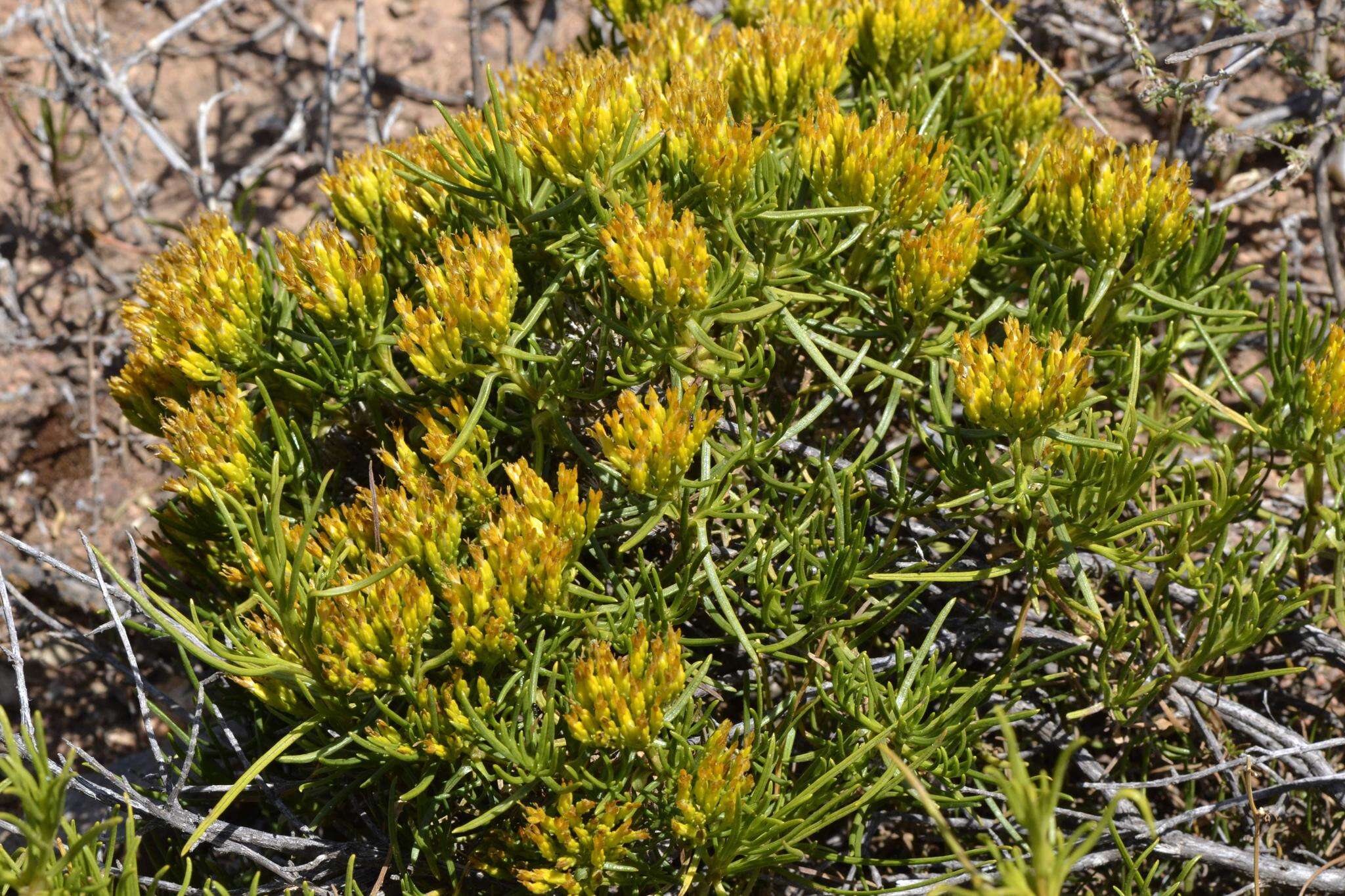 Image of Pteronia paniculata Thunb.