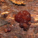 Image of Phaeotremella fimbriata (Pers.) Spirin & Malysheva