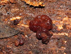 Image of Phaeotremella fimbriata (Pers.) Spirin & Malysheva
