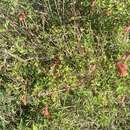 Sivun Clinopodium mexicanum (Benth.) Govaerts kuva