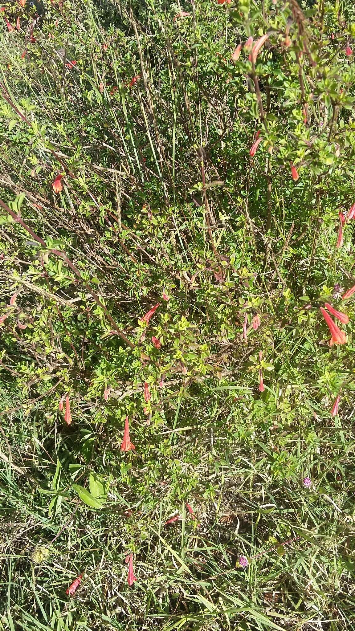 Image of Clinopodium mexicanum (Benth.) Govaerts