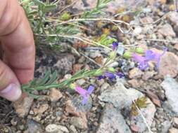 Image of Gairdner's beardtongue