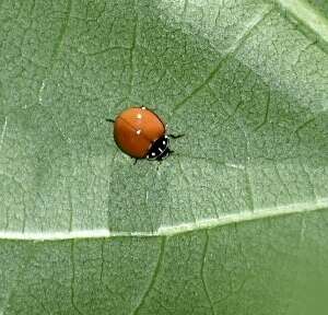 Cycloneda sanguinea limbifer Casey 1899的圖片