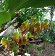 Image of Large-fruited Catasetum