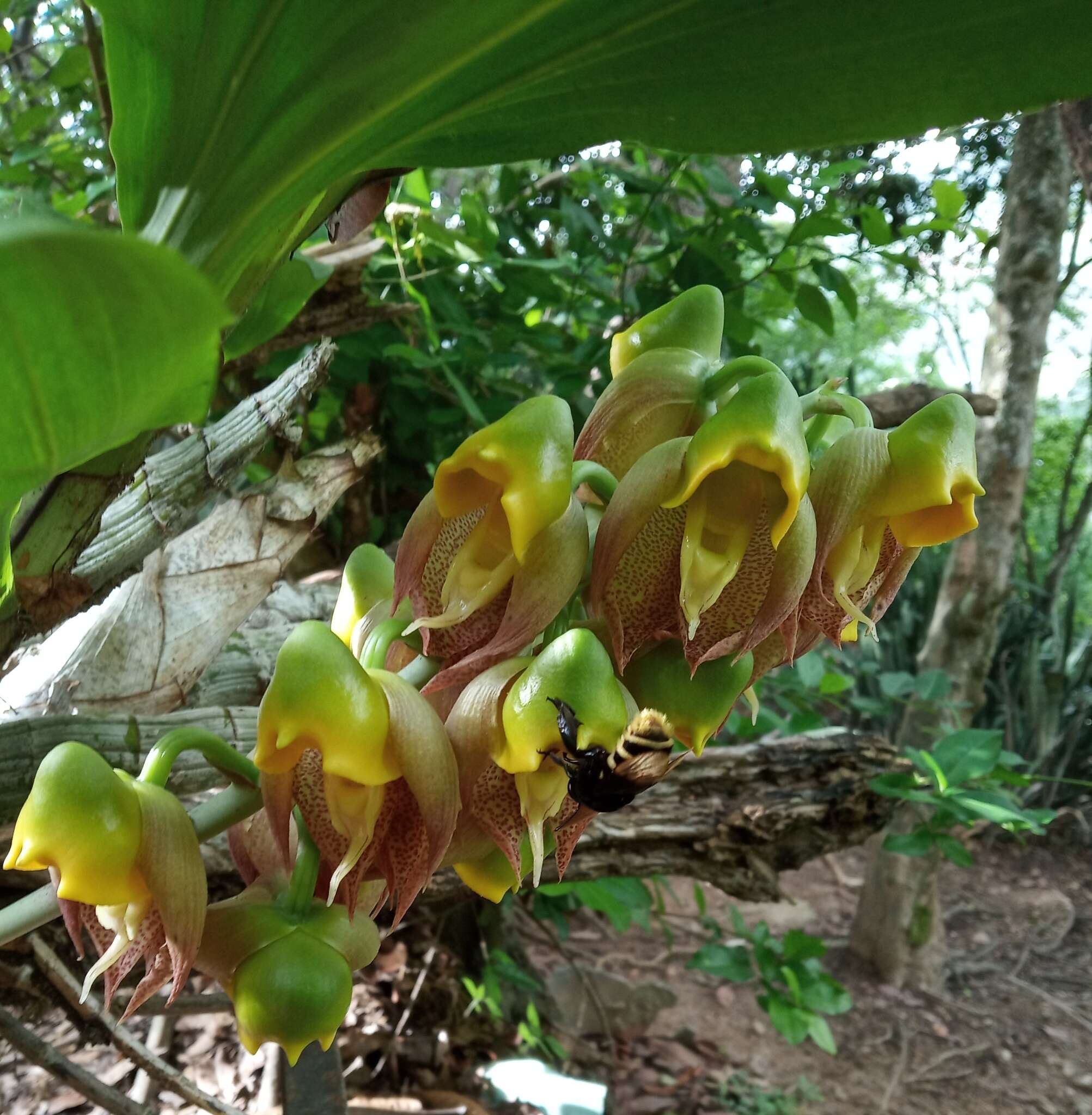 Image of Large-fruited Catasetum