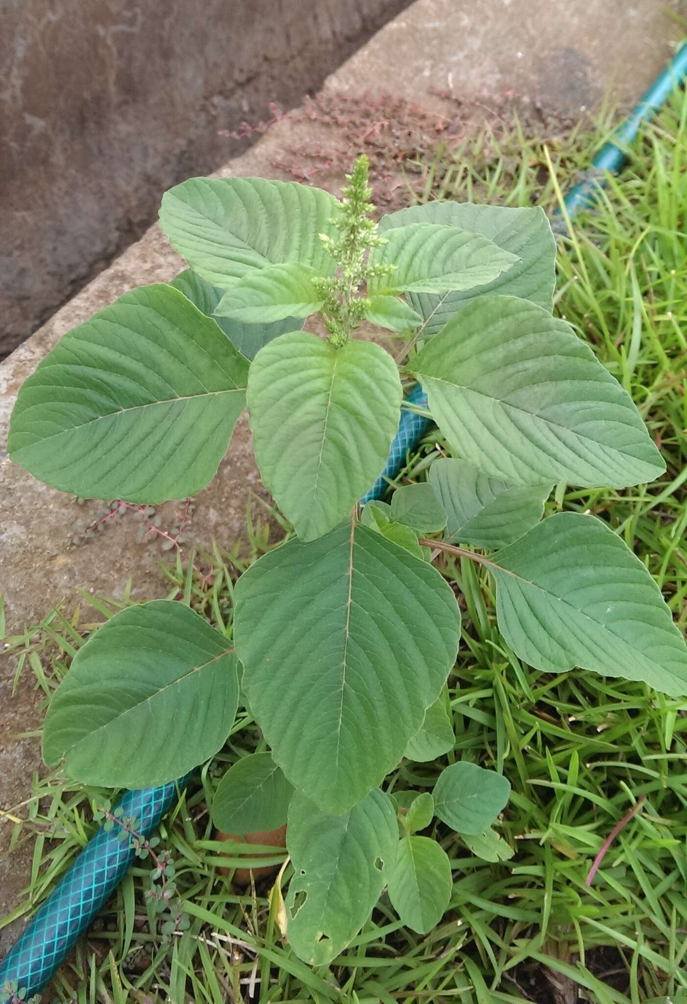 Imagem de Amaranthus tricolor L.