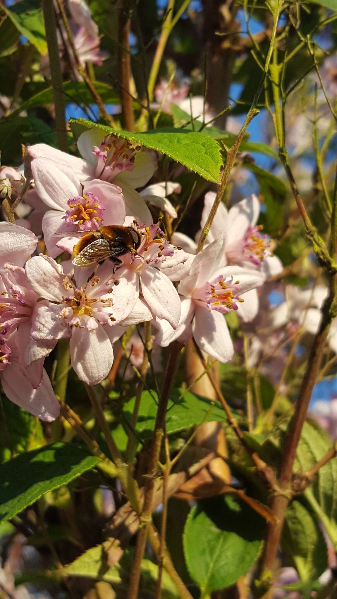 Image of Eristalis intricaria (Linnaeus 1758)