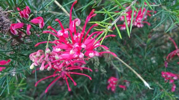 Image of Grevillea rosmarinifolia A. Cunn.