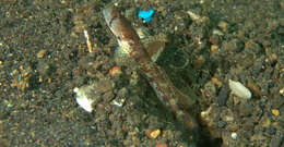Image of Monster shrimpgoby