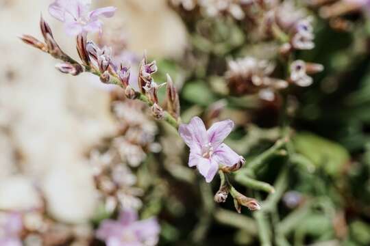 Imagem de Limonium cancellatum (Bertol.) O. Kuntze