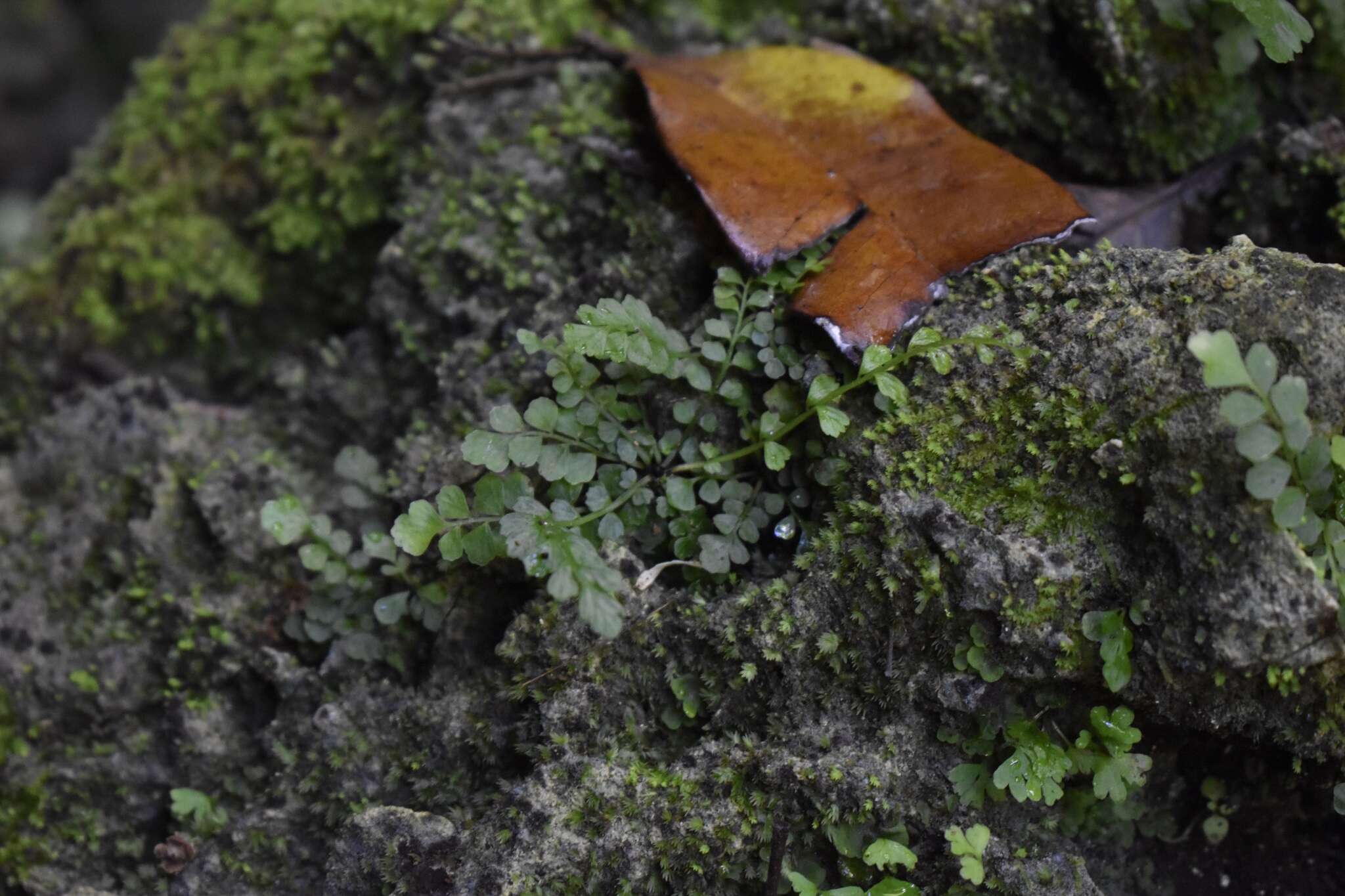 Image of Asplenium dentatum L.