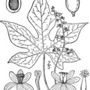 Image de Calycocarpum