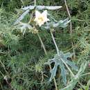 Image of Coccinia sessilifolia var. sessilifolia