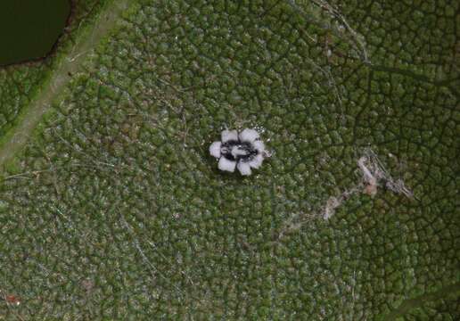 Image of Aleuroplatus