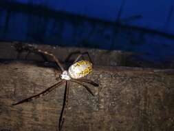 Image of Argiope catenulata (Doleschall 1859)